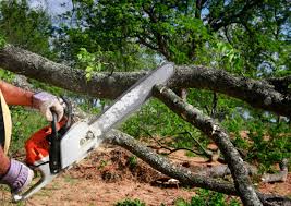 Seasonal Cleanup (Spring/Fall) in Decordova, TX