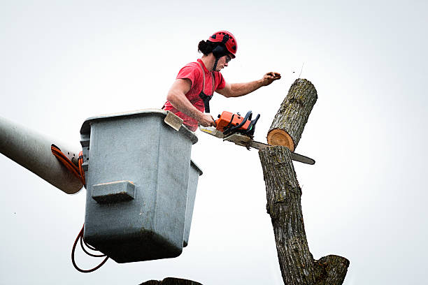 How Our Tree Care Process Works  in  Decordova, TX